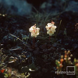 Harry Opstrup/mastershot archive
